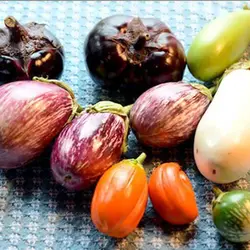 بذر بادمجان دلمه ای میکس