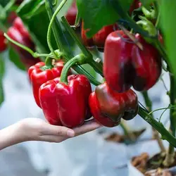 بذر فلفل دلمه ای بشقابی قرمز