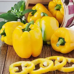 بذر فلفل دلمه ای بشقابی زرد
