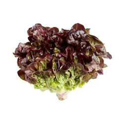 بذر کاهو برگ بلوطی قرمز