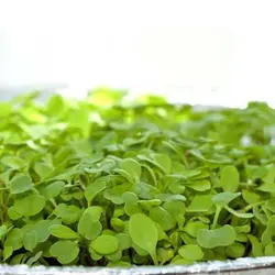 بذر میکروگرین مرزه