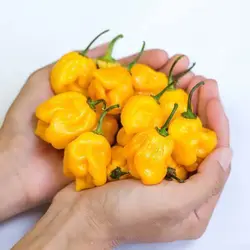 بذر فلفل زرد عقربی موروگا