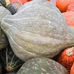 بذر کدو تنبل آبی هیوبارد