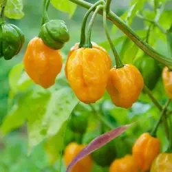 بذر فلفل دلمه ای نارنجی