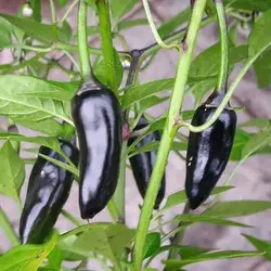 بذر فلفل دلمه ای سیاه بلند