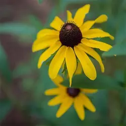 بذر گل کوکب کوهی زرد