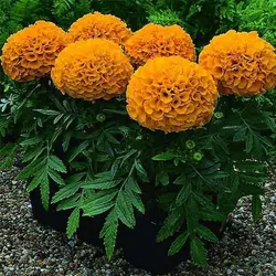 بذر گل جعفری مینیاتوری الوان