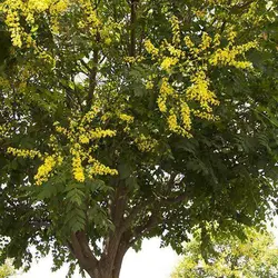 بذر درخت باران طلایی