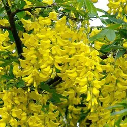 بذر درخت باران طلایی