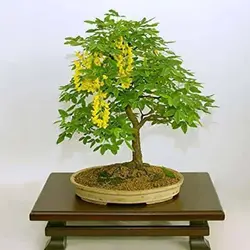 بذر درخت باران طلایی