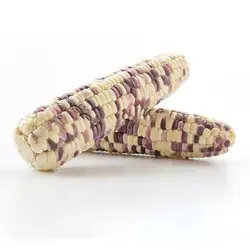 بذر ذرت بنفش و سفید میکس