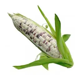 بذر ذرت بنفش و سفید میکس