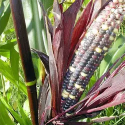 بذر ذرت بنفش و سفید میکس