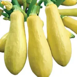 بذر کدو مسما زرد