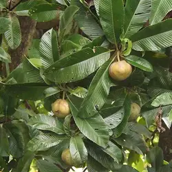 بذر سیب فیل