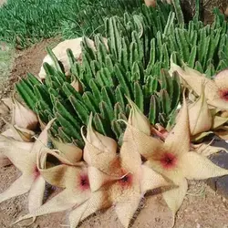 بذر کاکتوس استاپیلا