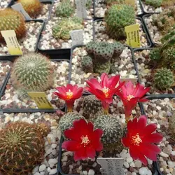 بذر کاکتوس سولکوربوتیا دنسی پکتیناتا