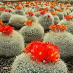 بذر کاکتوس پارودیا هاسل برژیا