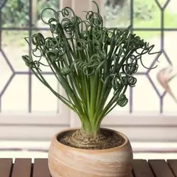 بذر ساکولنت آلبوکا فر