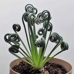 بذر ساکولنت آلبوکا فر