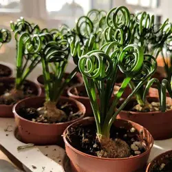 بذر ساکولنت آلبوکا فر