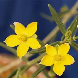 بذر ساکولنت ریشه جوجه تیغی