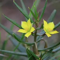 بذر ساکولنت ریشه جوجه تیغی