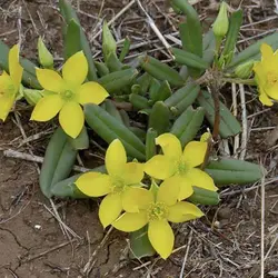 بذر ساکولنت ریشه جوجه تیغی