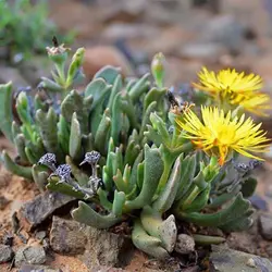 بذر ساکولنت تبری