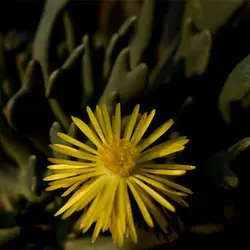 بذر ساکولنت تبری