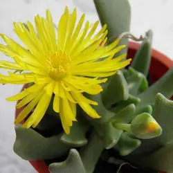 بذر ساکولنت تبری