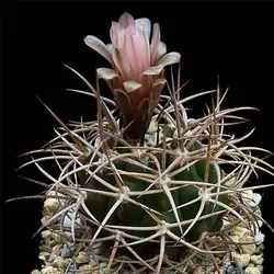 بذر کاکتوس ژمینو کالسیوم ساگلیونیس