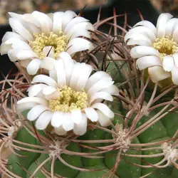 بذر کاکتوس ژمینو کالسیوم ساگلیونیس