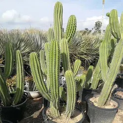 بذر کاکتوس پایه نقری چیچیپ