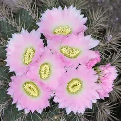 بذر کاکتوس آکانتو کالیسیوم