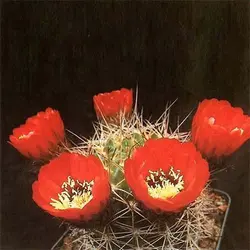 بذر کاکتوس لوبی ویا