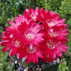 بذر کاکتوس لوبی ویا