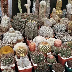بذر کاکتوس میکس