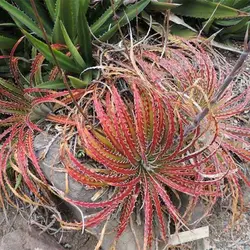 بذر ساکولنت هچیتا قرمز