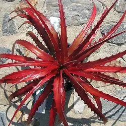 بذر ساکولنت هچیتا قرمز