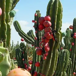 بذر کاکتوس سرئوس پرویانوس