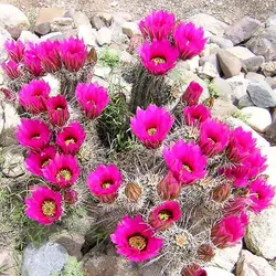 بذر کاکتوس اچینو سرئوس