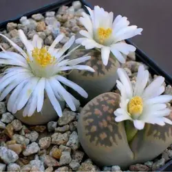 بذر ساکولنت لیتوپس میکس