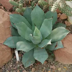 بذر کاکتوس آگاو پاری