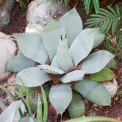 بذر کاکتوس آگاو پاری