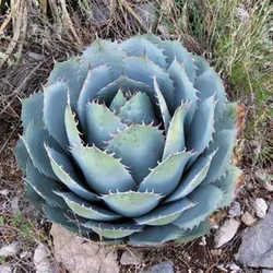بذر کاکتوس آگاو پاراسانا