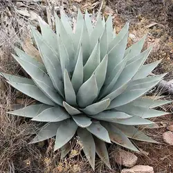 بذر کاکتوس آگاو پاری وی کوسی