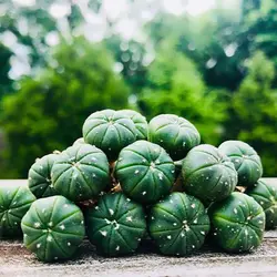 بذر کاکتوس آستریاس اویبو