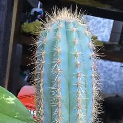 بذر کاکتوس پیلوسرئوس گلاسنس