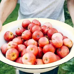 بذر سیب گیلاسی